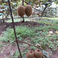 باغ کیوی فروشی لیسار|فروش زمین و ملک کلنگی|تالش, تالش|دیوار