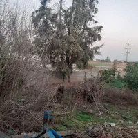 خریدچوب و درخت ها باغی