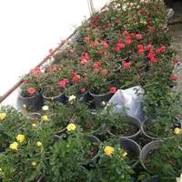 خدمات باغبانی وسمپاشی گلکاری هرسکاری صفرتاصدهمه جا|خدمات باغبانی و درختکاری|پردیس, |دیوار