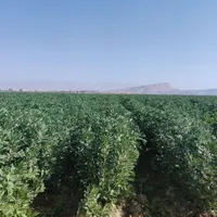 بذرباقله خارجی بسیار زودرس وپربار|گل و گیاه طبیعی|بهبهان, |دیوار
