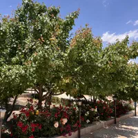 باغ ویلای ۱۳۰۰متری|فروش خانه و ویلا|اصفهان, ردان|دیوار