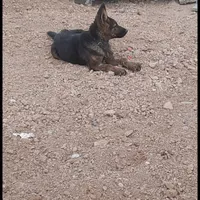 سگ نگهبان|سگ|کرمانشاه, |دیوار