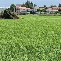 فروش زمین /دونبش/سندار/قابل تفکیک