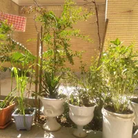 هتل .منزل مبله،سوئیت اجاره با امنیت بالا چهارباغ