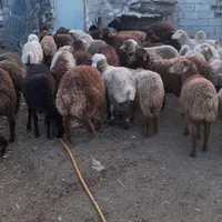 قوزی و قویون|حیوانات مزرعه|اردبیل, |دیوار