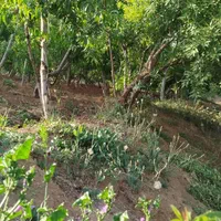فروش باغ ۱۳۰۰ متری در .پل زمانخان شوراب صغیر|فروش زمین و ملک کلنگی|اهواز, بهارستان|دیوار
