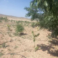1000متر باغ بادام گیلاس تک دانه100متری آسفالت|فروش دفتر صنعتی، کشاورزی، تجاری|خمینی‌شهر, |دیوار