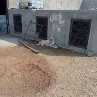 واگذاری سگ نگهبان