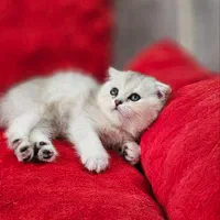 گربه های اصیل و اشرافی(پرشین بریتیش اسکاتیش)|گربه|اصفهان, جلفا|دیوار