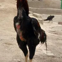 حمایت کنید از تولید کنندگان انواع جوجه لاری|حیوانات مزرعه|تهران, پرستار|دیوار