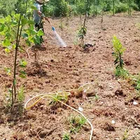 محوطه سازی.هرس گل و نهال .شخم.علف زنی.سم زنی|خدمات باغبانی و درختکاری|رشت, آزادگان|دیوار