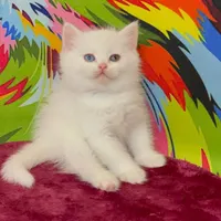 گربه های اصیل خونگی تو از ما بگیر ( irancats)|گربه|شیراز, کوی طلاب|دیوار