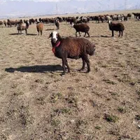 گوسفند بره زنده سرتا سر تهران همراه باقصاب مجرب|حیوانات مزرعه|تهران, سعادت‌آباد|دیوار