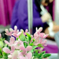 لیزر موی زائد الکس کندلا آمریکایی 2022 (شوش)|خدمات آرایشگری و زیبایی|شوش, |دیوار