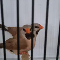 فنچ کرواتی شکلاتی و آلبینو (سفید )|پرنده|کاشان, |دیوار