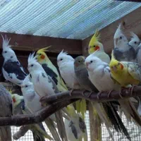بانک عروس هلندی دستی سخنگو نر ماده باضمانت ۳سال|پرنده|تهران, استاد معین|دیوار