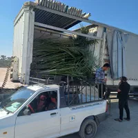 نارگیل نخل خرما نخل بزرگ جهت فروش وخرید|گل و گیاه طبیعی|اهواز, پردیس|دیوار