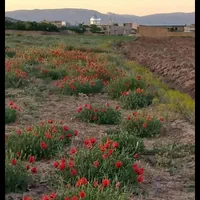 فوری فوری حراج زمین کشاورزی۴۳۰۰ متر چسبیده به بافت|فروش دفتر صنعتی، کشاورزی، تجاری|تاکستان, |دیوار