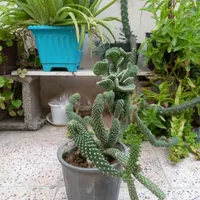 گل گلخانه|گل و گیاه طبیعی|اردبیل, |دیوار