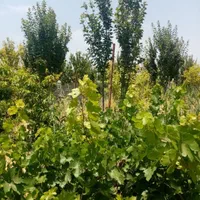باغ قدیمی۳۵۰ متری/برق پای ملک/سند عرصه و اعیان|فروش زمین و ملک کلنگی|شهریار, |دیوار