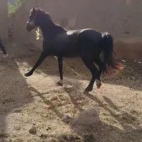 سلام دوستان این اسب گم شده|حیوانات|خوی, |دیوار