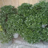 گل کاکتوس و کراسولا|گل و گیاه طبیعی|سیاهکل, |دیوار