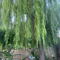 باغچه چهاردیواری ۶۸۰ مترمناسب ویلا سازی رامجین