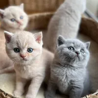 فروش گربه بلو اسکات و گربه بریتانی