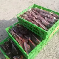 ورمی کمپوست،کرم خالص،بستر،خاکبرگ|خدمات باغبانی و درختکاری|شیراز, گویم|دیوار