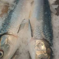 خ ره ماهی عمده زیبا داردم یاکتو