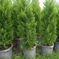 فروش درخت پایان کاری. و جریمه ای|گل و گیاه طبیعی|تهران, استاد معین|دیوار