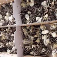 بلدرچین یکروزه نژاد وایت و ژاپنی