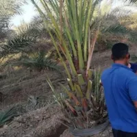 فروش نخل