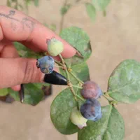 فروش نهال بلوبری ترکیه