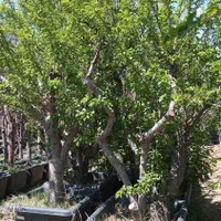 درخت درختچه نهال گل گلدانی درگلدان باگلدان میوه