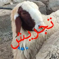 گوسفند زنده شهرداری ارسال تلفنی به سراسرتهران|حیوانات مزرعه|تهران, آذری|دیوار