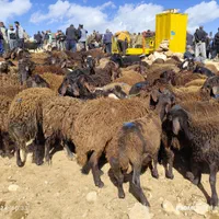 صداقت دام فروش دام زنده بیواسطه خرید ازمرکزدام|حیوانات مزرعه|تهران, زعفرانیه|دیوار