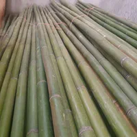 فروش چوب بامبو ۳ و ۴و ۵ متری قطر ۲و ۳ سانت|گل و گیاه طبیعی|اسلامشهر, ده عباس|دیوار