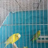 یک جفت مرغ عشق|پرنده|سمنان, |دیوار