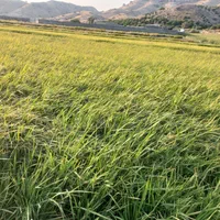 زمین  برنجکاری جفت رودخونه پشتکوه نیم هکتار|فروش دفتر صنعتی، کشاورزی، تجاری|دوگنبدان, |دیوار