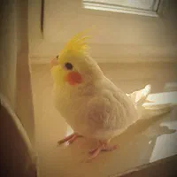 عروس هلندی گم شده
