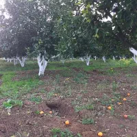خدمات ارسال رنگ محافظ ضد قارچ درخت به سراسر کشور|گل و گیاه طبیعی|تهران, شوش (باغ آذری)|دیوار
