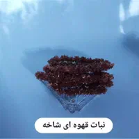 شکر قهوه ای، قند قهوه ای، نبات قهوه ای و شکر سرخ|عمده‌فروشی|اسلام‌شهر, مسکن مهر اسلاشهر (شهرک امام خمینی)|دیوار