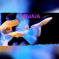 ماهی گوپی نایاب|ماهی|ری, ظهیرآباد|دیوار