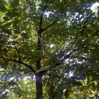 ۱۲۰۰متر باغ ۳۵کیلومتری جاده چالوس،روستای مورود|فروش زمین و ملک کلنگی|آسارا, |دیوار