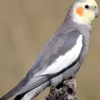 گم شده