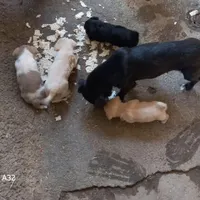 سگ نژاد دار