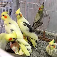 سالن عروس هلندی رام دستی سخنگو نر ماده تضمین ۳سال|پرنده|تهران, نواب|دیوار