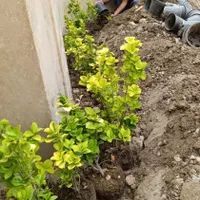 فضای سبز و باغبانی|گل و گیاه طبیعی|اصفهان, باتون|دیوار