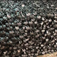 لوله داربست(خرید و فروش)|عمده‌فروشی|کرج, فاز ۱ مهرشهر|دیوار